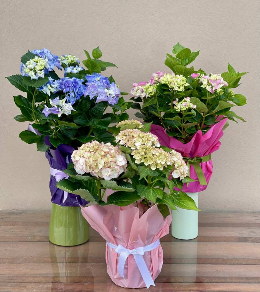 Hydrangea Plant 