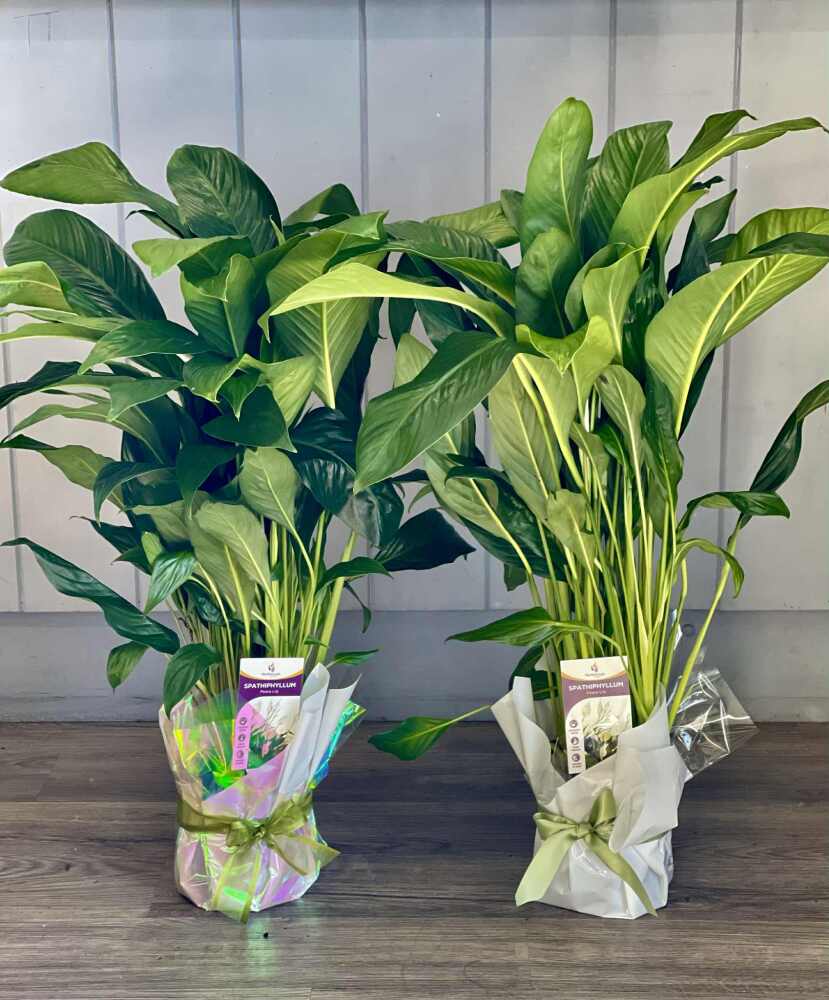 Peace Lily Plant