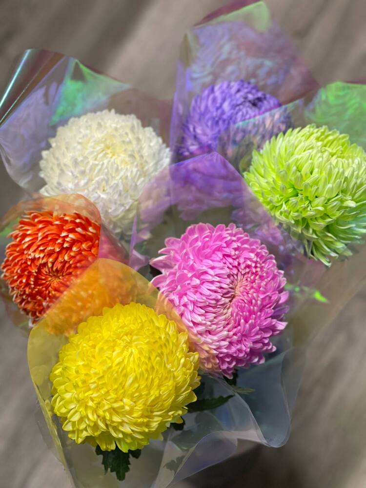 Single Wrapped Disbud Mum