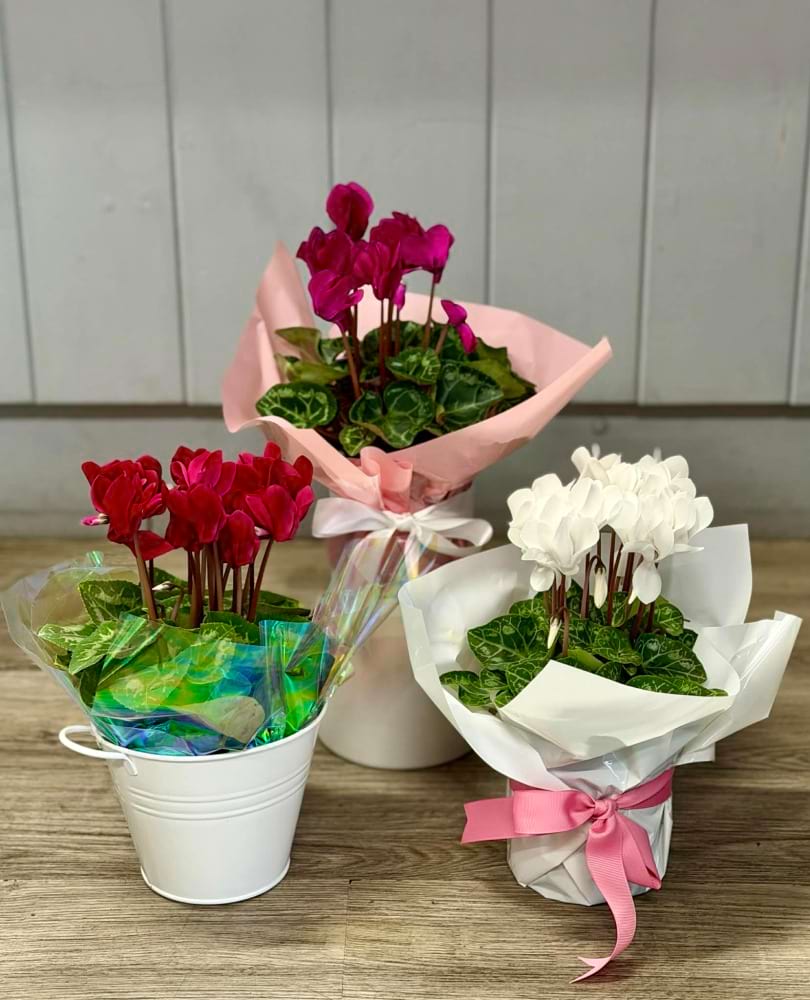 Cyclamen