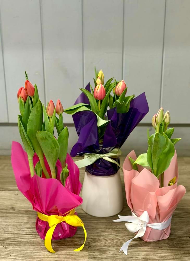 Tulips