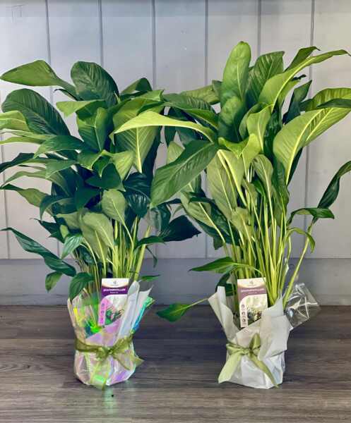 Peace Lily Plant 